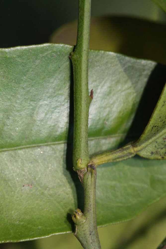              First year twig (Riverside, CA)       